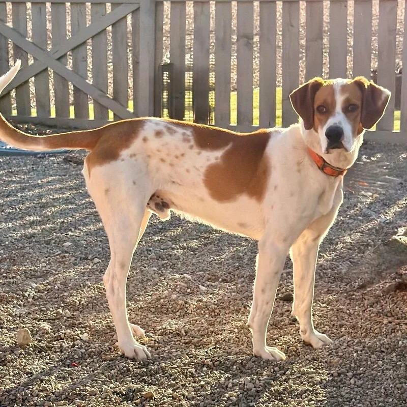 Cooper Sweet Boy! thumbnail 3