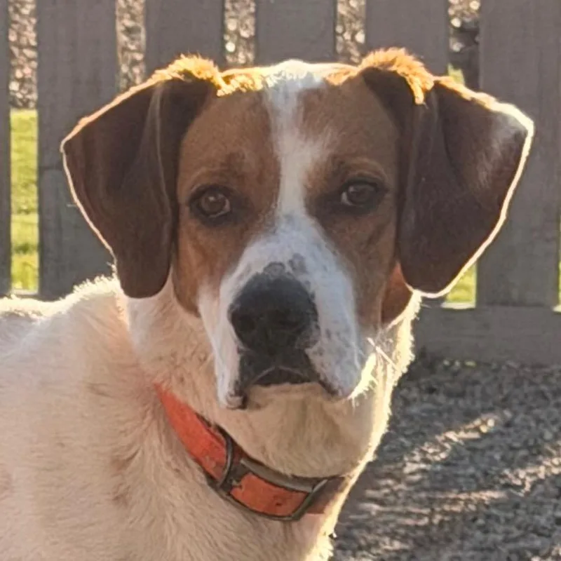 Cooper Sweet Boy! thumbnail 4