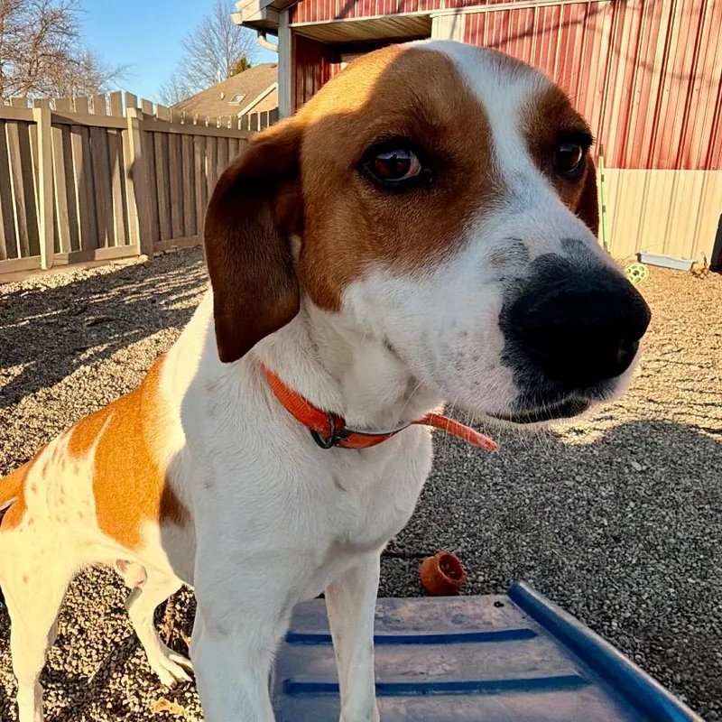 Cooper Sweet Boy! thumbnail 5