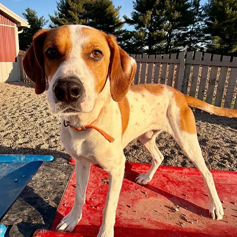 Cooper Sweet Boy! thumbnail 6