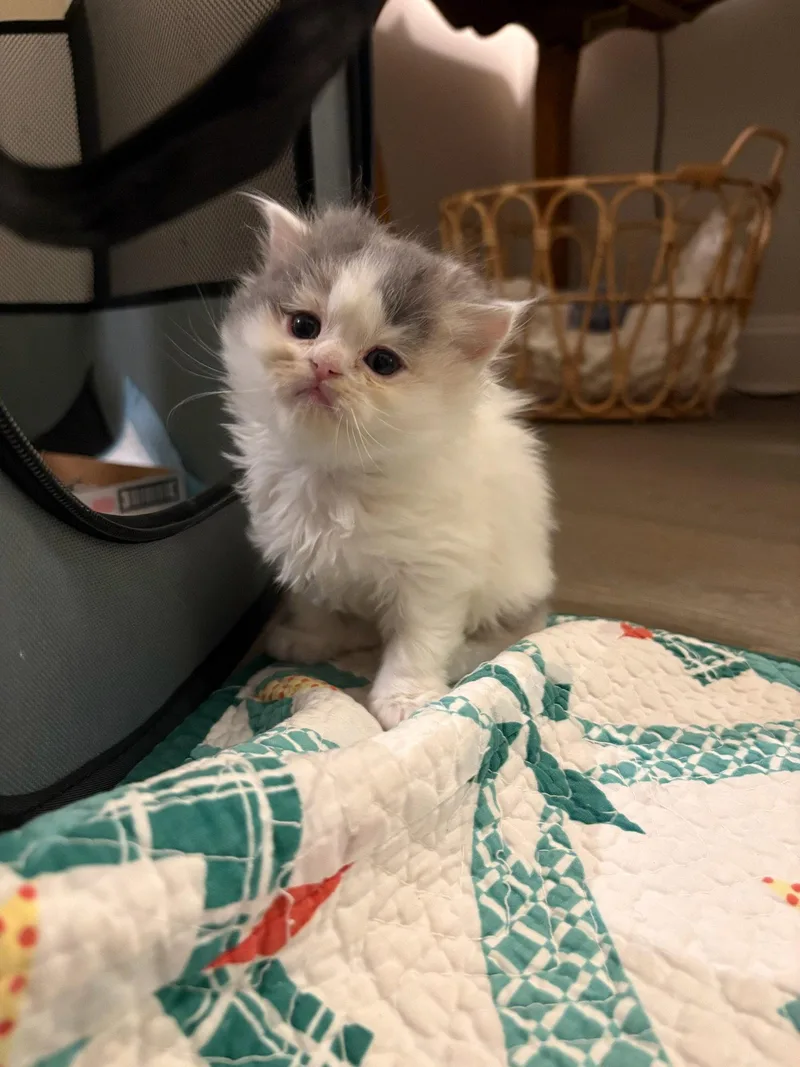 A baby medium-sized female Scottish Fold cat named Bianca for adoption in Broomall, PA