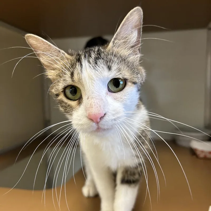 An adult medium-sized female Brown / Chocolate Domestic Short Hair cat named Violet for adoption in Birdsboro, PA