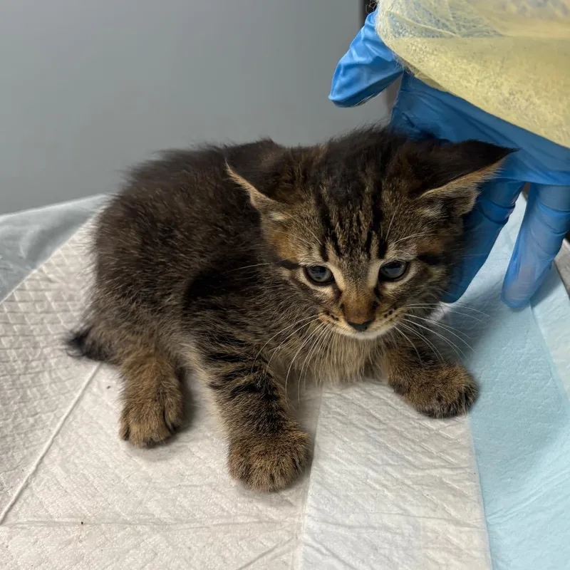 A baby medium-sized male Brown / Chocolate Domestic Short Hair cat named .png for adoption in Oak Park, IL
