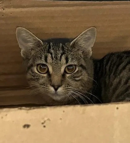 A baby medium-sized female Domestic Short Hair cat named Elowyn for adoption in Washington, DC