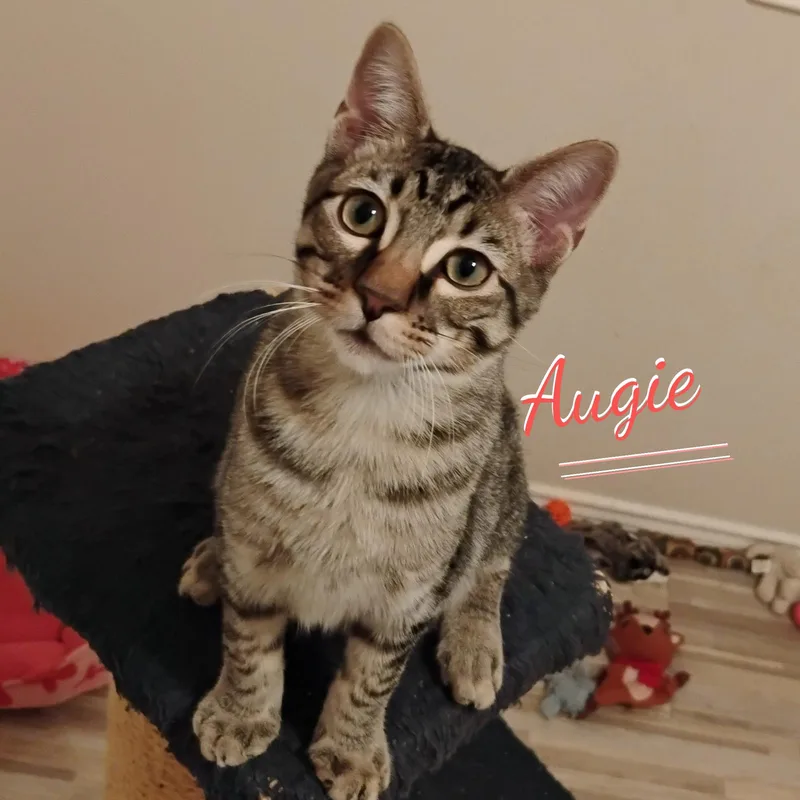 A baby medium-sized male Black Tabby cat named Augie patioposse for adoption in Houston, TX