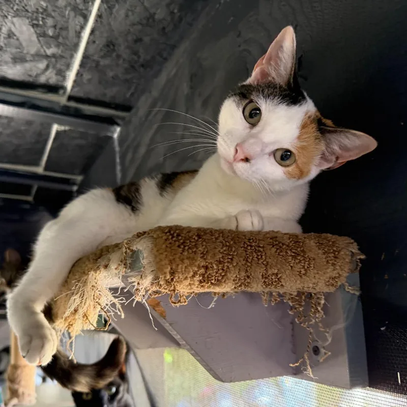A young small-sized female Calico Domestic Short Hair cat named Cookie for adoption in Long Beach, CA