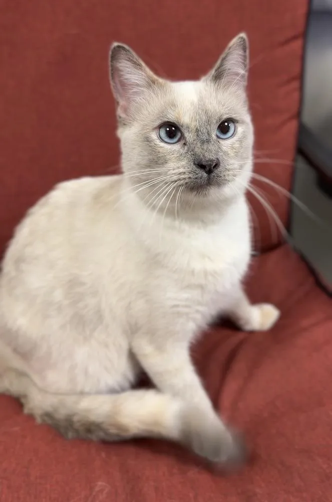 An adult small-sized female Domestic Short Hair cat named Sage for adoption in Bemidji, MN