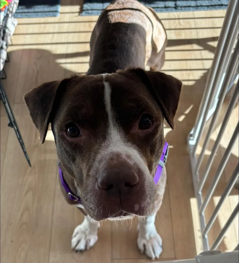 An adult medium-sized male Pit Bull Terrier dog named Bluebeard for adoption in Crete, IL