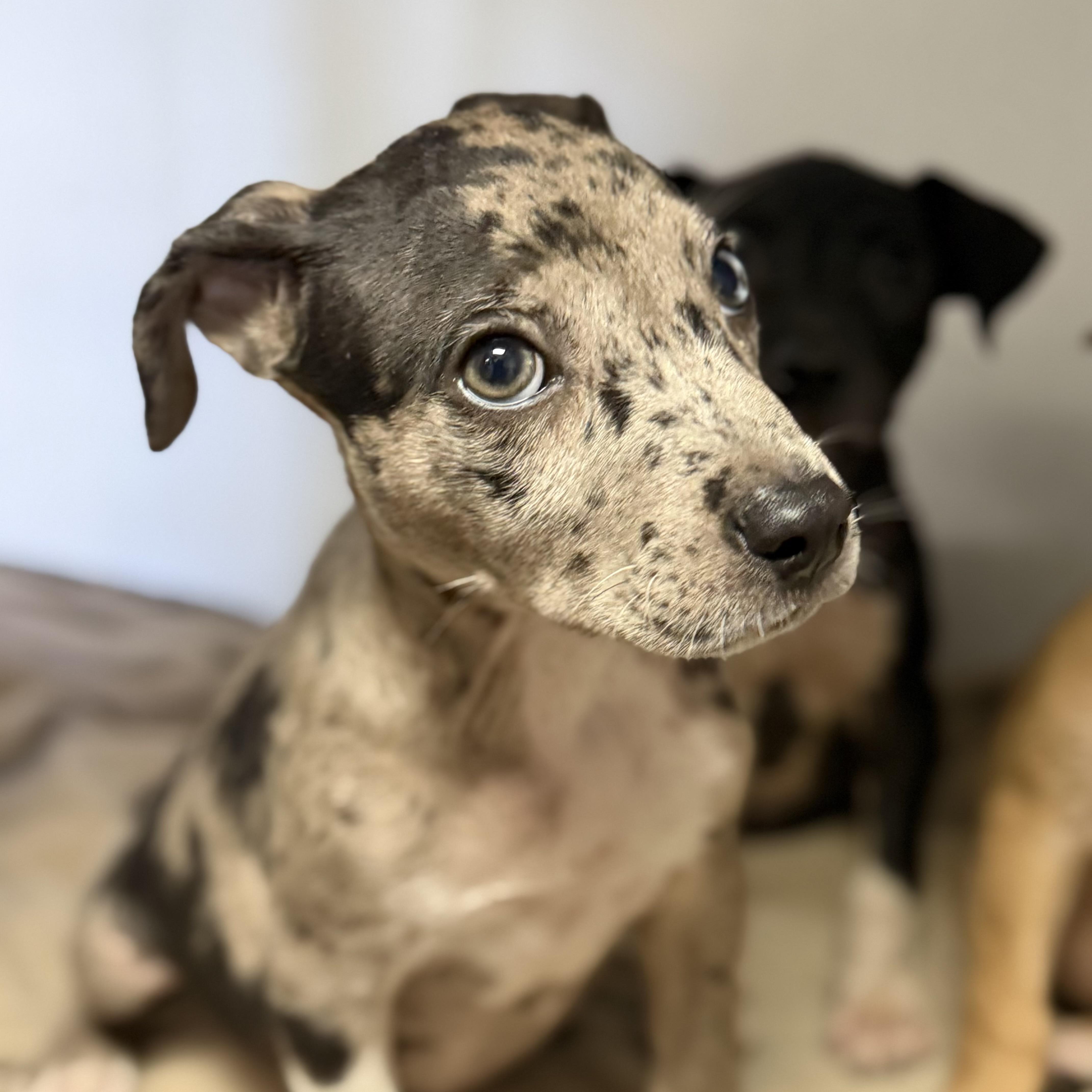 A baby medium-sized male Merle (Blue) Mixed Breed dog named Hewlett Packard for adoption in Columbia, SC