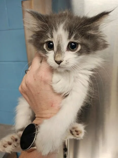 A baby small-sized female Domestic Medium Hair cat named Strudel for adoption in Minneapolis, MN