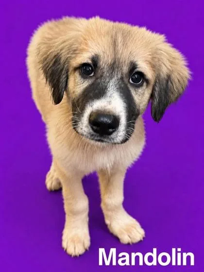 A baby extra large-sized female Saint Bernard dog named Mandolin for adoption in Morton Grove, IL