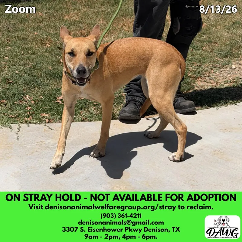 An adult medium-sized female Golden Shepherd dog named Scooby aka Zoom for adoption in Denison, TX