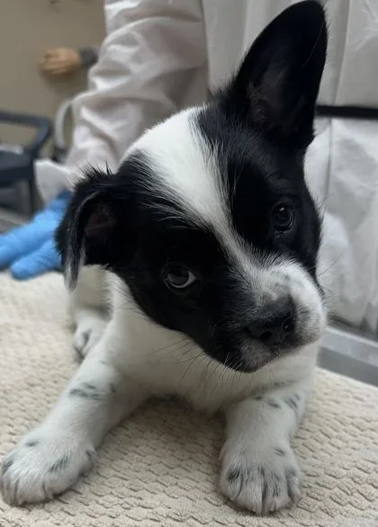 Lux