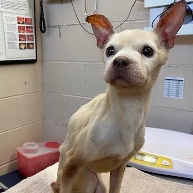 A senior small-sized female Yellow / Tan / Blond / Fawn Chihuahua dog named Pinky for adoption in Dayton, OH