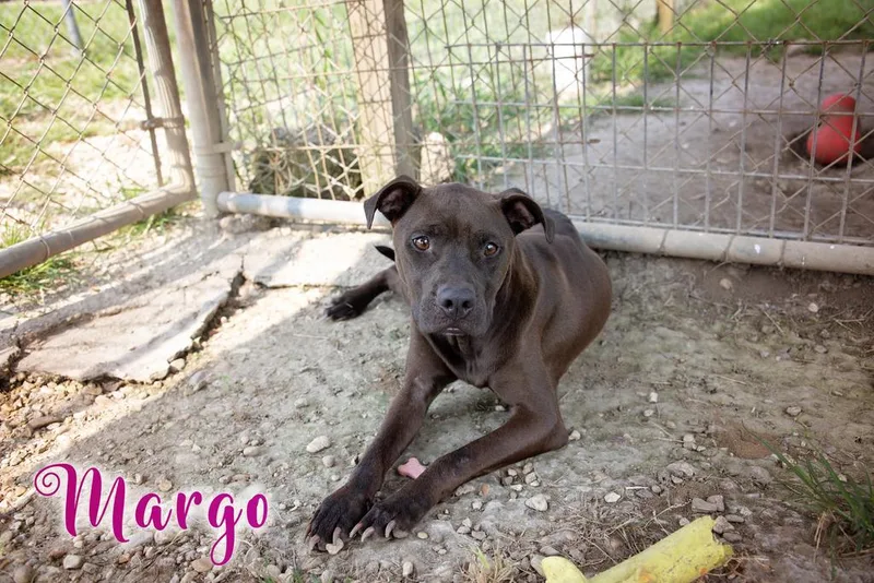Margo thumbnail 2