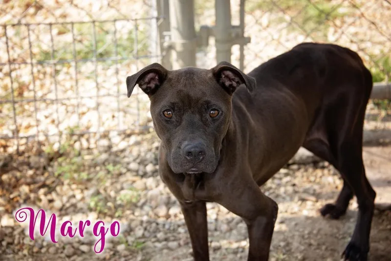 Margo thumbnail 3