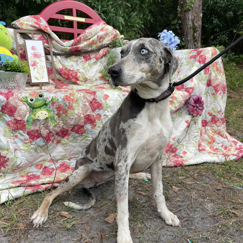 Zena