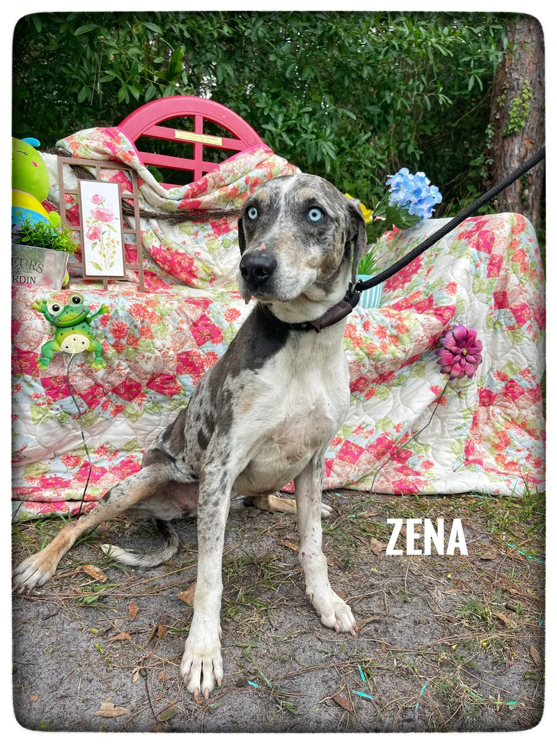 Zena thumbnail 2