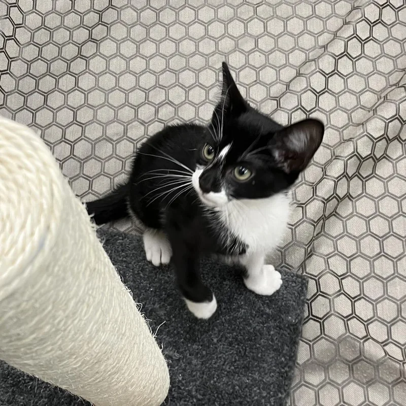 A baby small-sized male Black Domestic Short Hair cat named Toodles for adoption in Wilmington, DE
