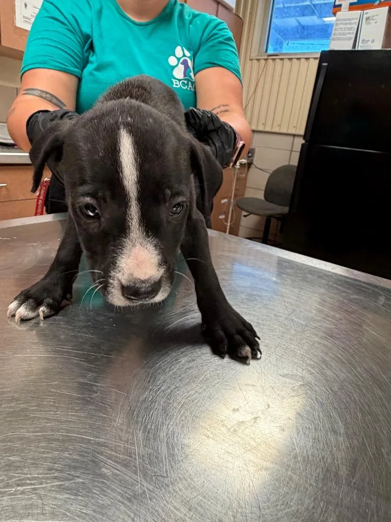 A baby small-sized male Mixed Breed dog named Gregory for adoption in Bossier City, LA