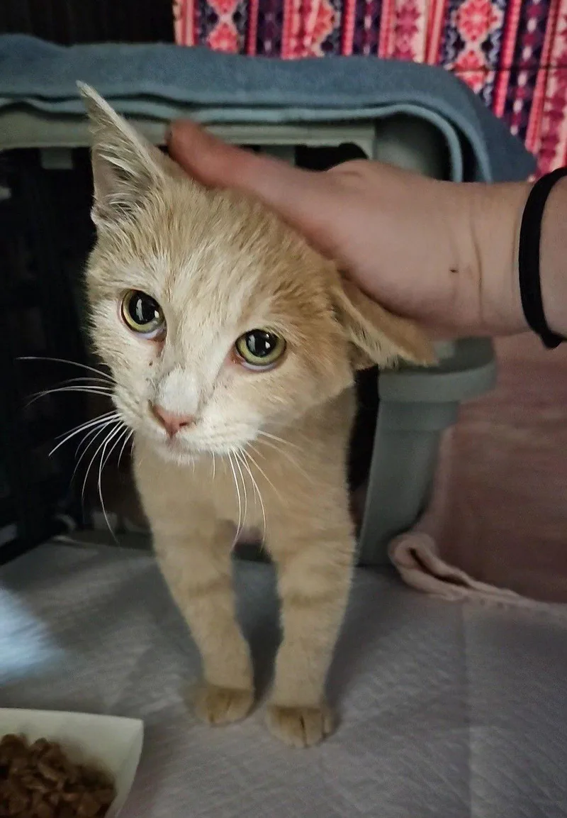 A young medium-sized female Domestic Short Hair cat named Honey Bunches Of Oats for adoption in Forest, VA