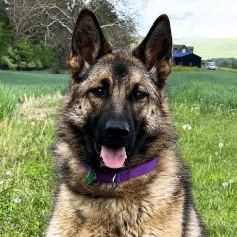 A young large-sized female Sable German Shepherd Dog dog named Bailey for adoption in New Ringgold, PA