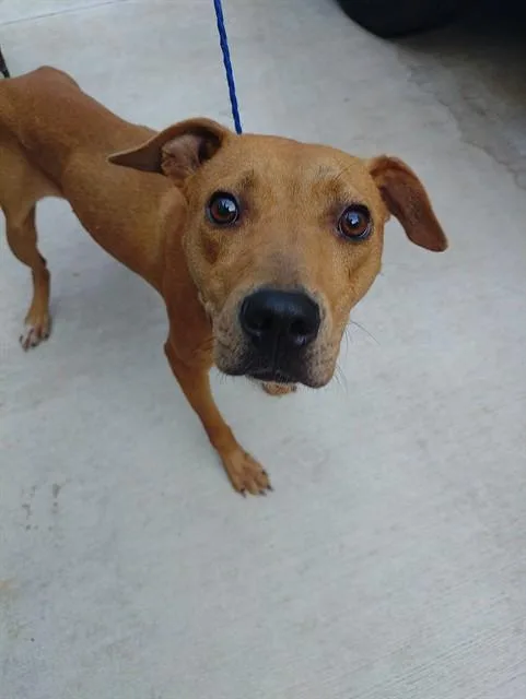 A young medium-sized female American Staffordshire Terrier dog named Red for adoption in Fort Lauderdale, FL