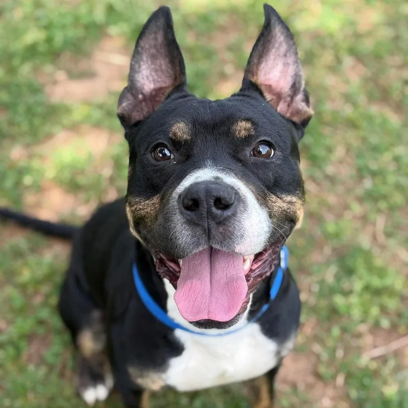 A young medium-sized male Black Pit Bull Terrier dog named Chase for adoption in Greensboro, NC