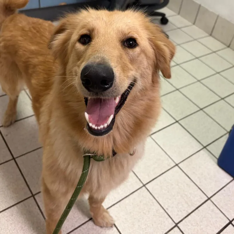 An adult medium-sized female Yellow / Tan / Blond / Fawn Mixed Breed dog named Danali for adoption in Charleston, WV
