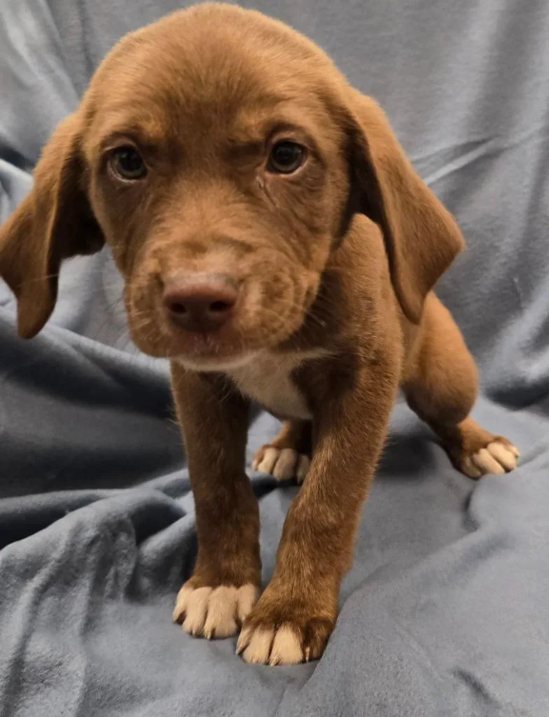 A baby large-sized female Terrier dog named Cho for adoption in Murphysboro, IL