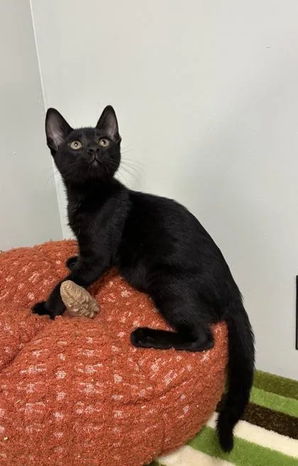 A baby medium-sized male Domestic Short Hair cat named Oak for adoption in Picayune, MS