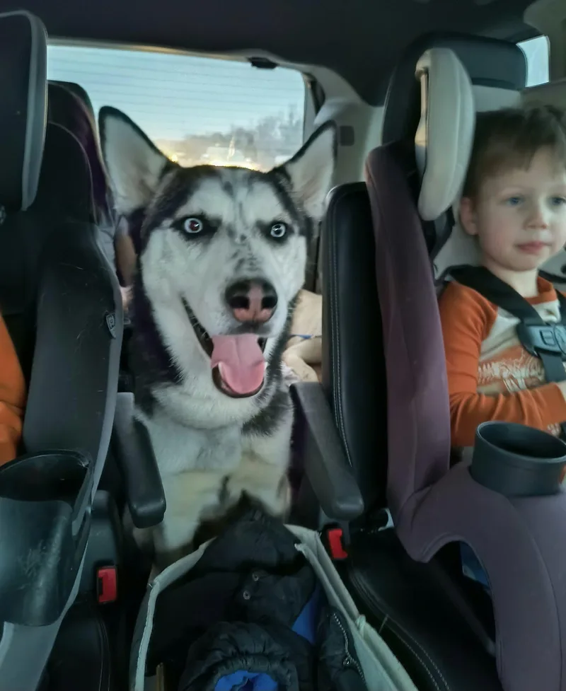 An adult medium-sized male Husky dog named Koda for adoption in Gregory, TX