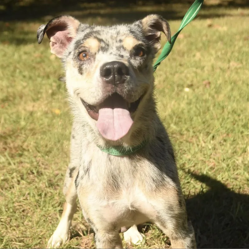 An adult medium-sized female White / Cream Shepherd dog named Opal for adoption in Natchez, MS