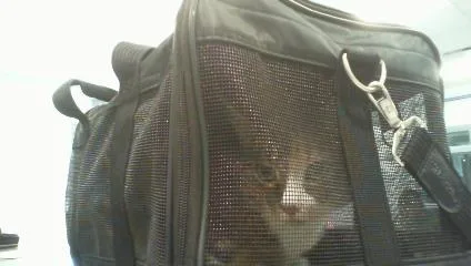 An adult small-sized female Domestic Short Hair cat named Luna for adoption in Charlotte, NC