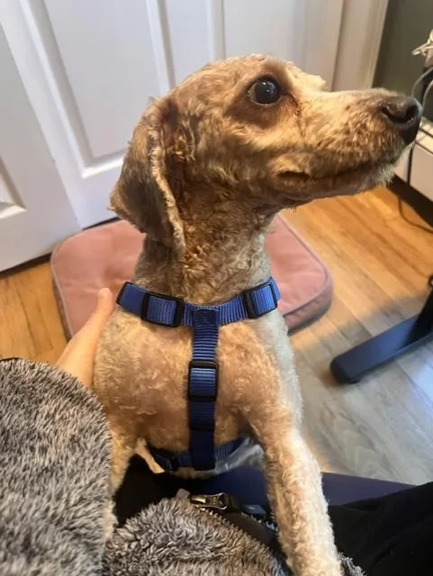 An adult small-sized male Apricot / Beige Cockapoo dog named Pops for adoption in Lambertville, NJ