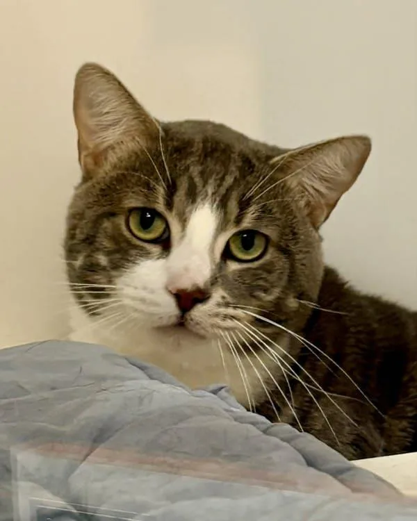 An adult small-sized male Domestic Short Hair cat named Wasabi for adoption in Novato, CA