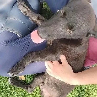 A baby small-sized male Labrador Retriever dog named Figgy for adoption in Austin, TX