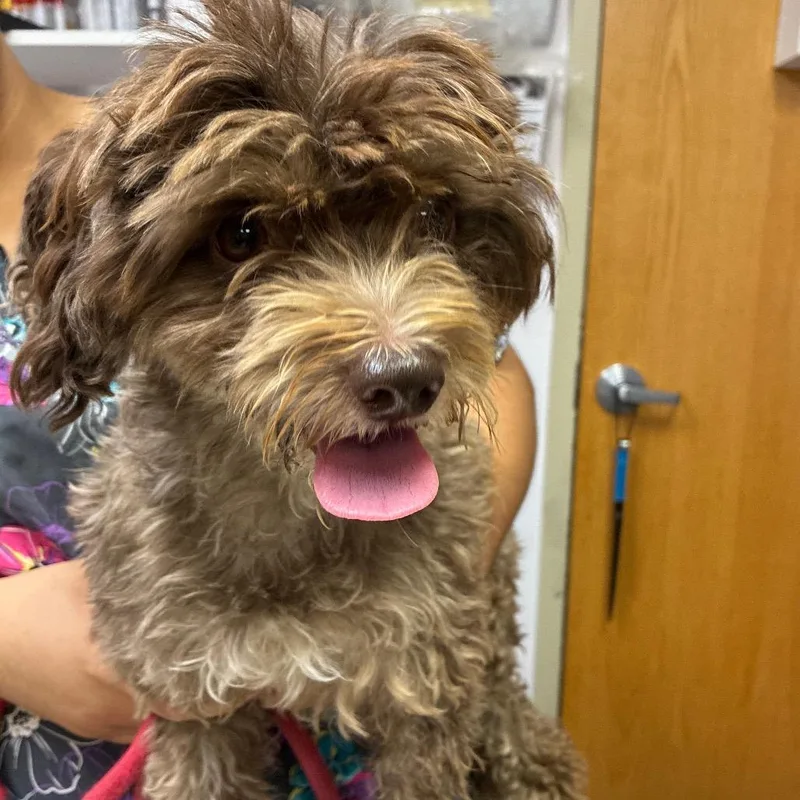 An adult small-sized female Cockapoo dog named Tiffany Valentine for adoption in Newark, NJ