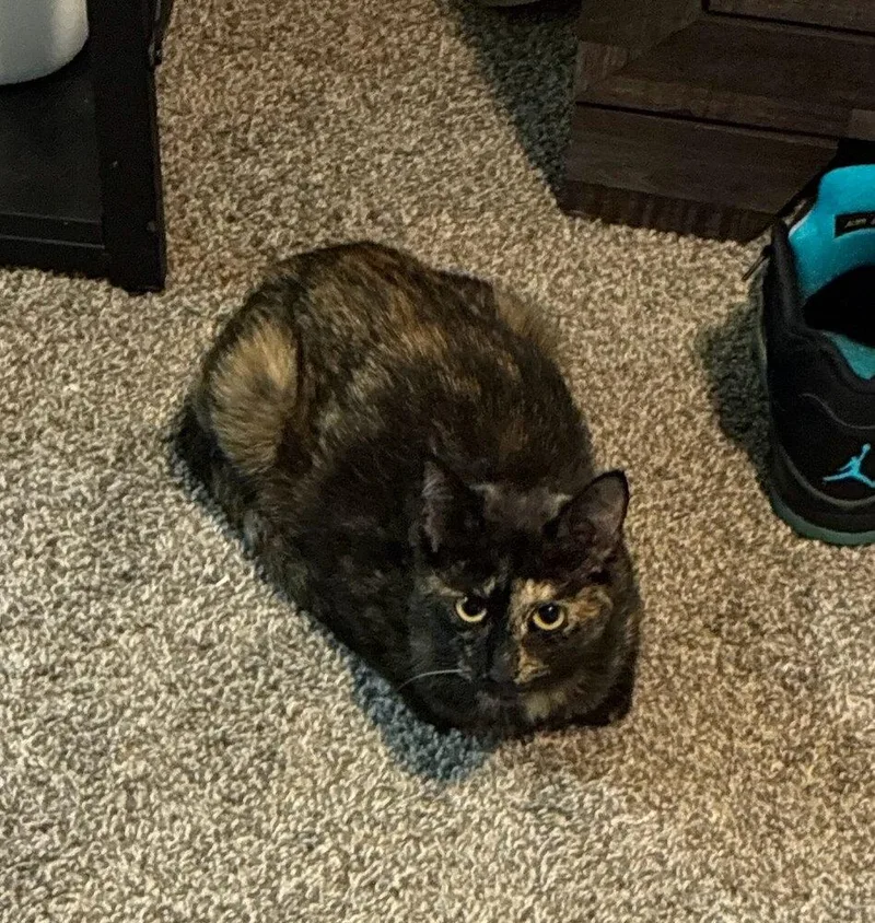 An adult small-sized female Domestic Short Hair cat named Cleo for adoption in Mooresville, NC