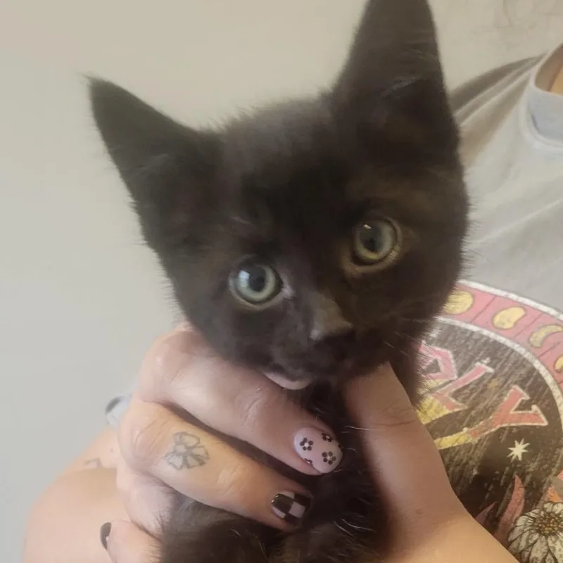 A baby small-sized female Black Domestic Short Hair cat named Stella for adoption in Layton, UT