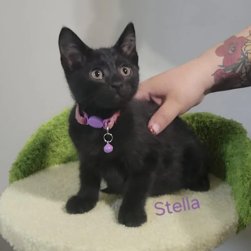 Stella thumbnail 3