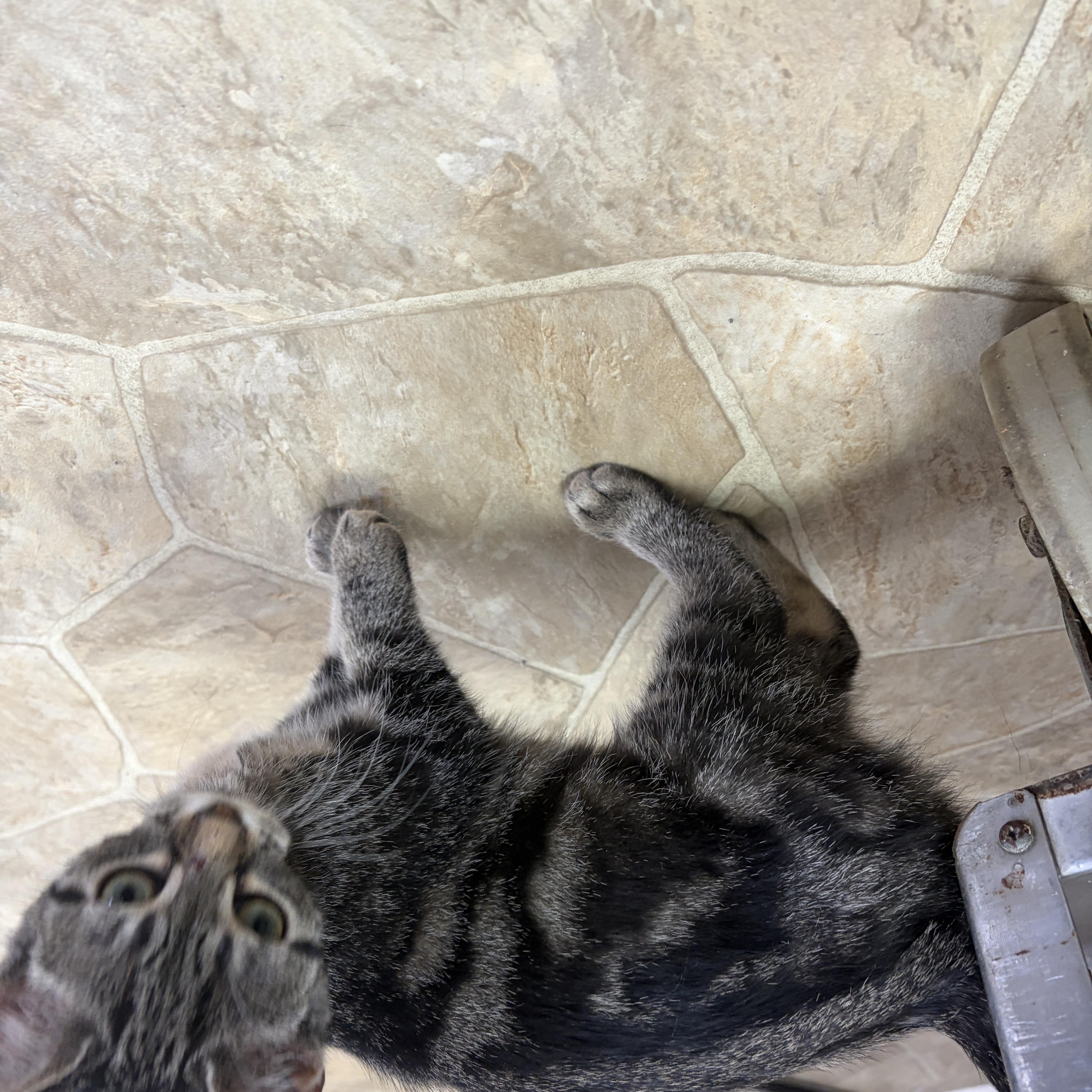 A baby medium-sized female Domestic Short Hair cat named Meenie for adoption in Neillsville, WI