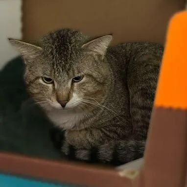 An adult large-sized male Brown / Chocolate Domestic Short Hair cat named Deal Me In for adoption in Davenport, IA
