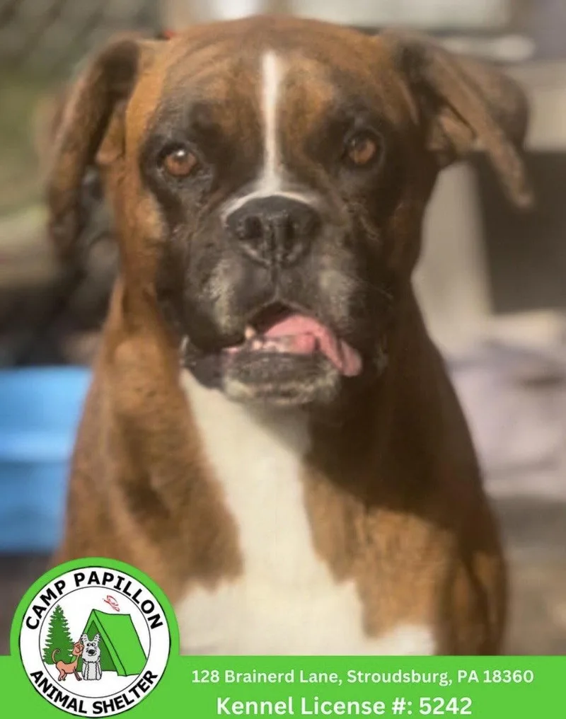 An adult medium-sized female Boxer dog named Anita for adoption in Stroudsburg, PA