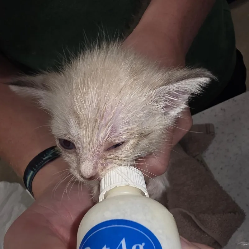 Luna
