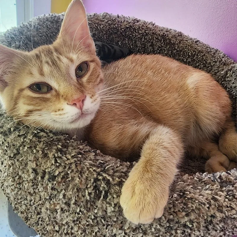 A young medium-sized male Orange & White Domestic Short Hair cat named Theo for adoption in Danville, VA