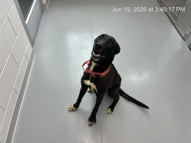 Xena