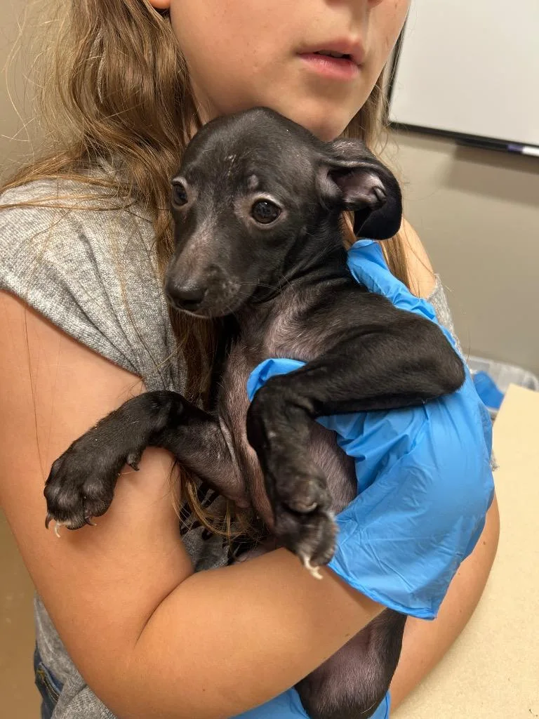 A baby small-sized female Pit Bull Terrier dog named Wilma for adoption in Springfield, TN