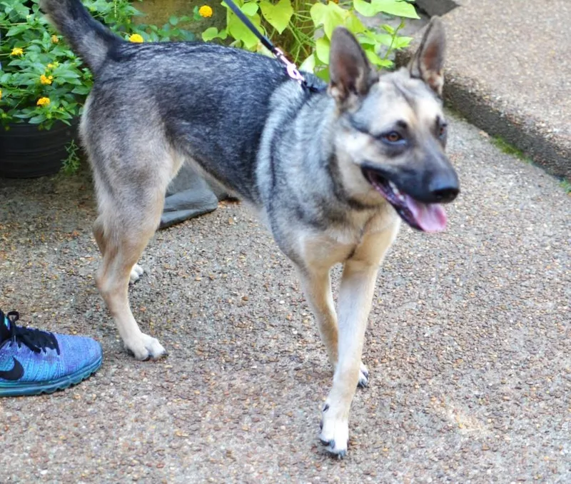 A young medium-sized female German Shepherd Dog dog named Sophie for adoption in Germantown, TN