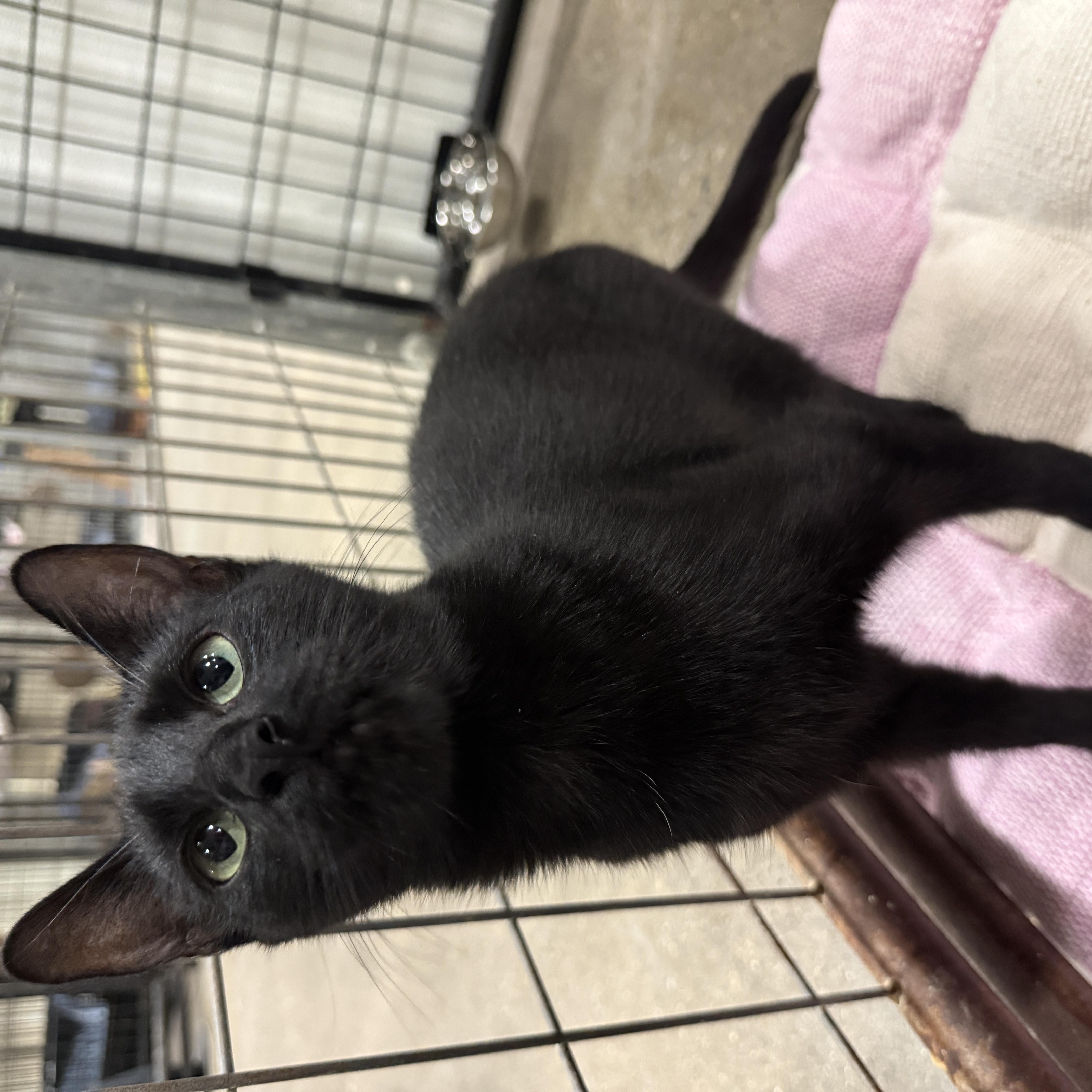 An adult small-sized female Black Domestic Short Hair cat named Blanket for adoption in Columbus, OH